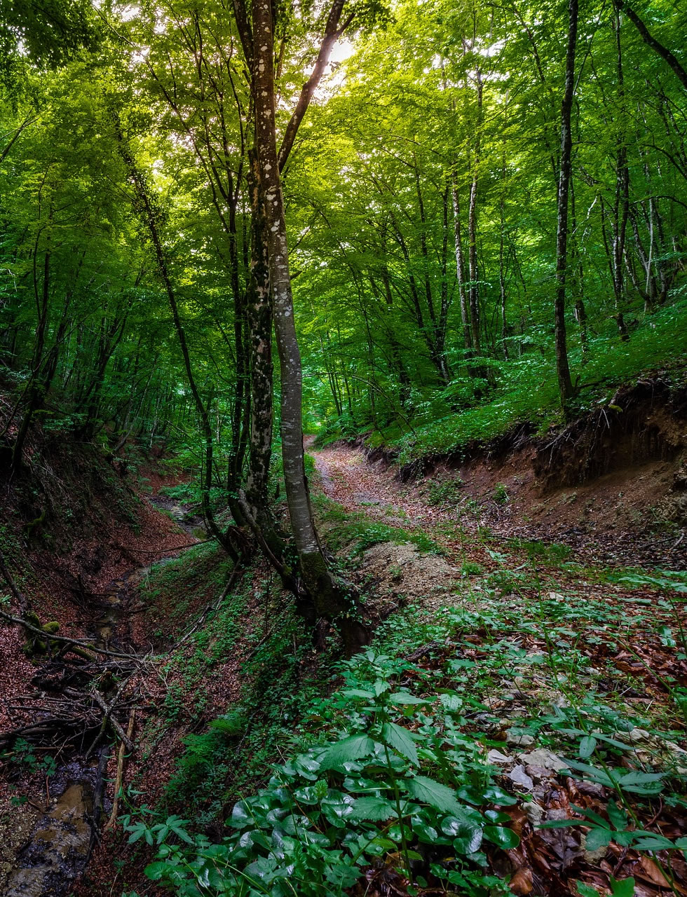 Šuma